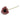 French Anemone - Dusty Rose