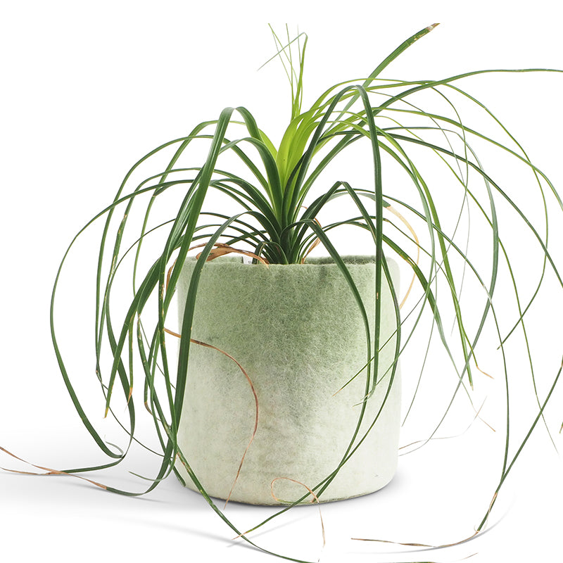 Sage Green M | Wool Bloempot