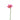 Lily Pink | Endless Flower