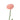Rose Peach | Endless Flower