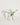 Vaas 02 White Rosie
