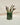 Verde Lanza ⎮ Vase M