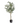 Olivia, Olive tree met lichtjes