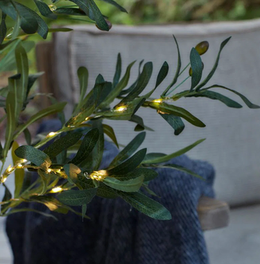 Olivia, Olive tree met lichtjes